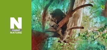 Кліника дивних тварин - Серія 5