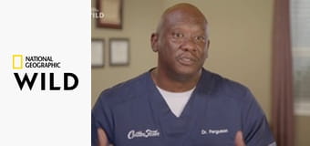 Ветпомощь для всех: Сборник S2E1 - Мамы и дети