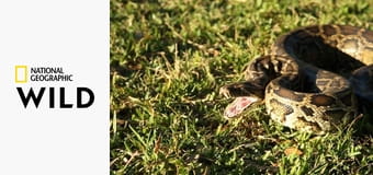 Питон-марафон