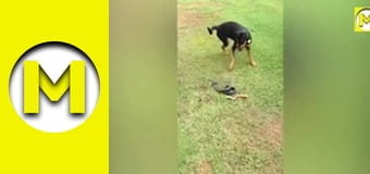 Max TV - сезон 1 - серия 102