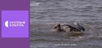 Д/с "Світ дикої природи. Дикі тварини". "Володарі неба".