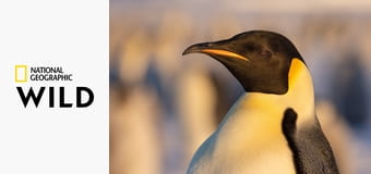 Секреты пингвинов S1E1