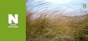 Great Lakes Untamed - Source to Sea