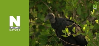 Roots of Life - Tangled In The Tides