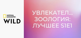 Увлекательная зоология: лучшее S1E1 - Слоны и орангутаны