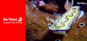 Бунтующие животные - Водные существа и странные укрытия