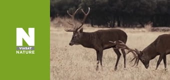 Дикие борцы - Борьба за любовь Дикие борцы - Борьба за любовь