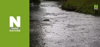 Nature's Mass Attacks - Fight or Flight