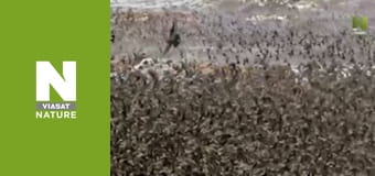 Wild Canada - Winter