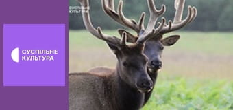 Д/с "Арсенал животных". "Драки и стычки".