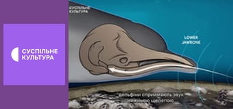 Д/с "Спецпризначенці тваринного світу". "Фахівці".