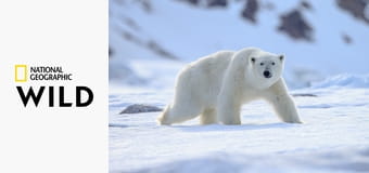 Хищник против добычи S1E3 - крокодил