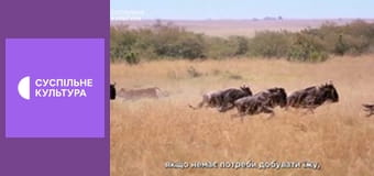 Д/с "Арсенал животных". "Клыки и когти".