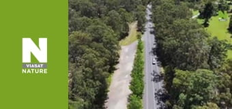 Австралийские змееловы - Вторжение в курятник