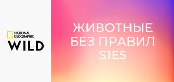 Животные без правил S1E5 - Совсем как люди