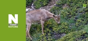 In Search of Snow Leopards: Chasing Shadows - Episode 2