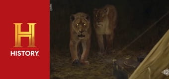 Необъяснимое с Уильямом Шетнером, 47 эп. Серийные убийцы в мире животных.