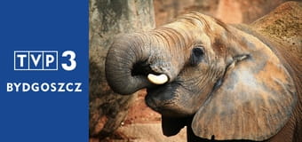 Prywatne życie zwierząt S3E1 - Inspiracje z natury Prywatne życie zwierząt S3E1 - Inspiracje z natury