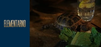 Элементарно Сезон 5 Эпизод 7