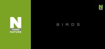 Birds - A Changing World