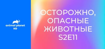 Осторожно, опасные животные S2E11 - Рождественское чудо