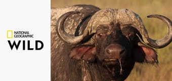 Кровная вражда - Лев против буйвола