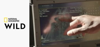 Ветпомощь для всех: Сборник S2E2