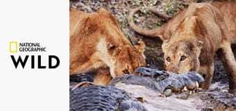 Катави - разрушенный рай в Африке S1E3