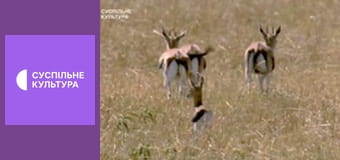 Д/с "Суперздібності тварин". "Надлюдські чуття".