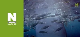 Планета Большой Барьерный риф - Защита большеротых акул Планета Большой Барьерный риф - Защита большеротых акул