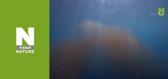 Масові атаки природи - Могутні та скромні