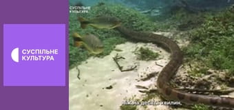 Д/с "Світ дикої природи. Дикі тварини". "Амазонські джунглі". Д/с "Світ дикої природи. Дикі тварини". "Амазонські джунглі".