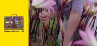 Острови Королеви. Острови Сіллі. Острови Королеви. Острови Сіллі.