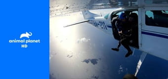 Акулокрушение: аварийная посадка