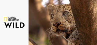 Глаз леопарда - Eye Of the Leopard (Revealed)