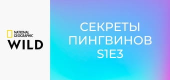 Секреты пингвинов S1E3