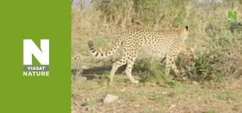 Спекотне життя: Африка - Палаючі гепардові рівнини