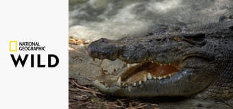 Убийственные змеи