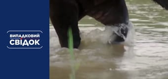 Случайный свидетель. Вокруг света, Выпуск 49 Случайный свидетель. Вокруг света, Выпуск 49