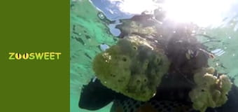 Моі улюбленці - серія 12