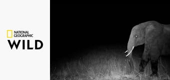 Слоны-призраки