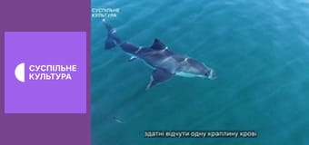 Д/с "Спецпризначенці тваринного світу". "Елітні війська".