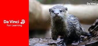 Посольство животных - Панда и ара