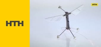 "Випадковий свідок".