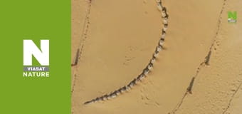 В поисках затерянных зверей - Тайны ужасного кита