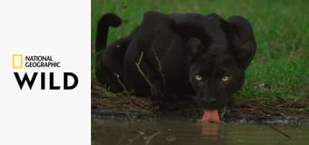 Кошачьи приемы