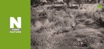 У пошуках загублених звірів - Таємниці шаблезубого тигра