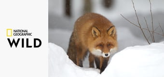 Самые опасные животные S3E2 - Реки смерти