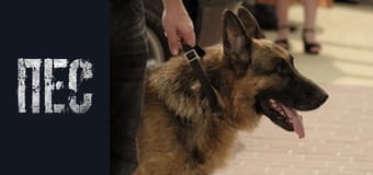 Dog, Season 2, Episode 4 Dog, Season 2, Episode 4