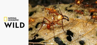 Необычная природа экватора S1E2 - Борнео и Суматра